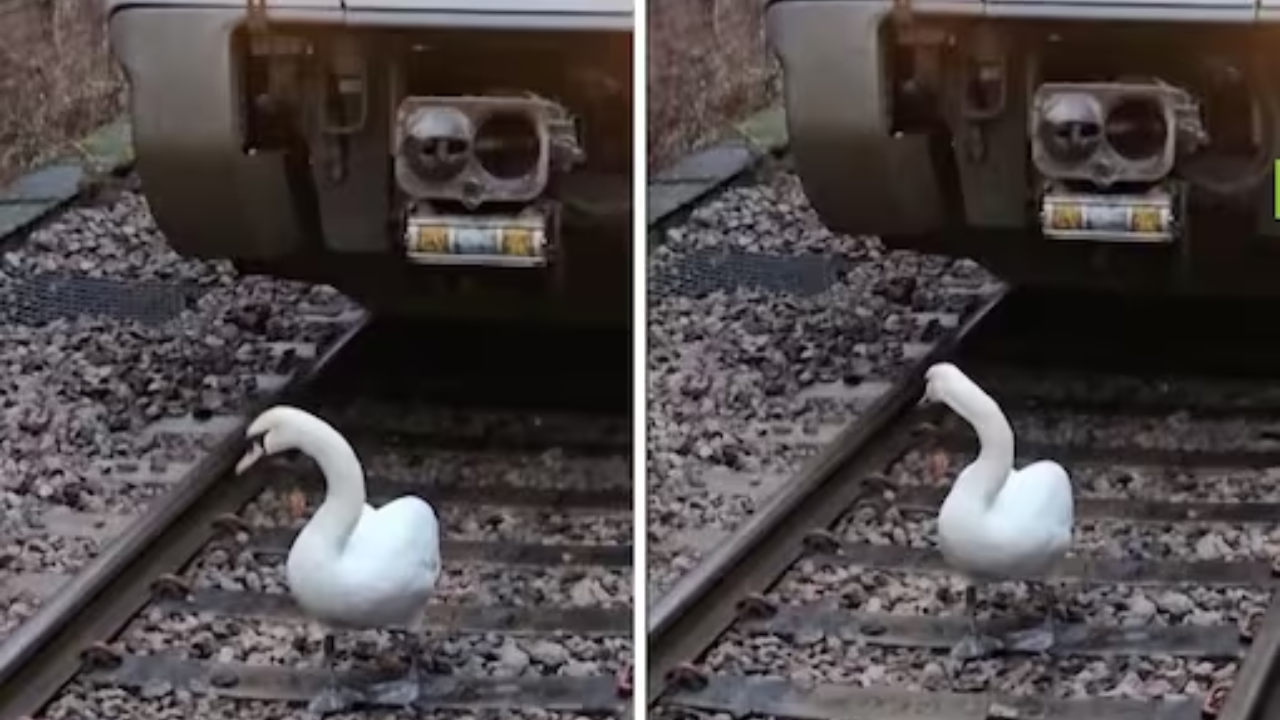 Viral Video: Swan Owned By King Charles Causes Train Delay By Blocking Tracks in London. Watch