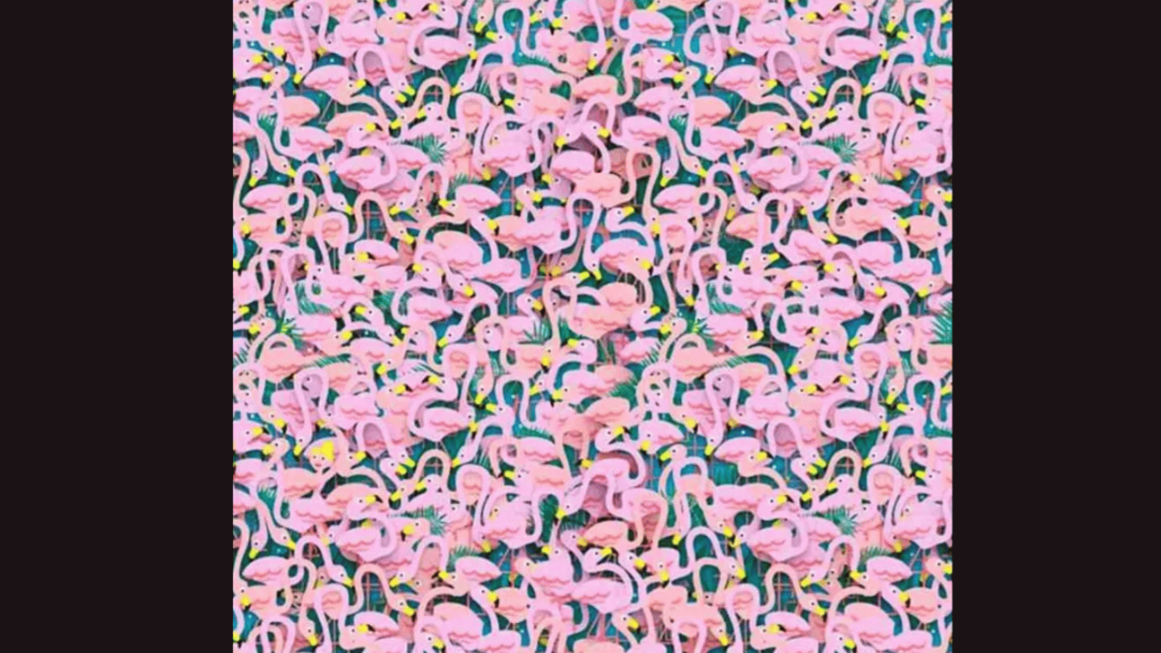 Optical Illusion Eye Test: Spot The Ballet Dancer Hidden Among Flamingos in 15 Seconds