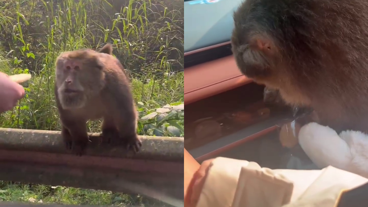 monkey viral video