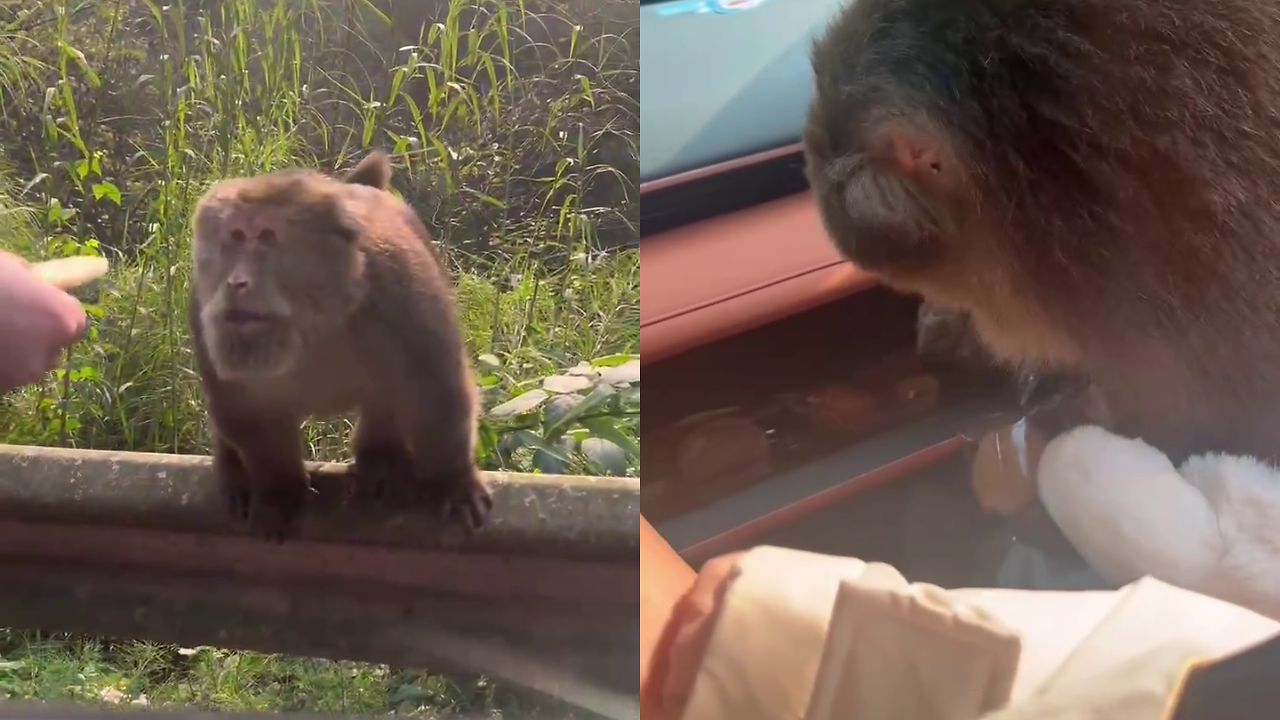 Viral Video: Driver Offers Monkey a Biscuit, He Gets Inside Car ...