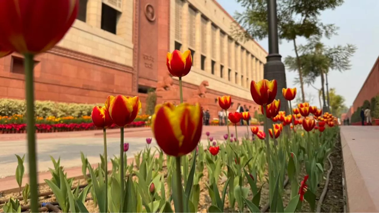 Tulips in bloom at the Parliament. Credit: X/@hrawat19