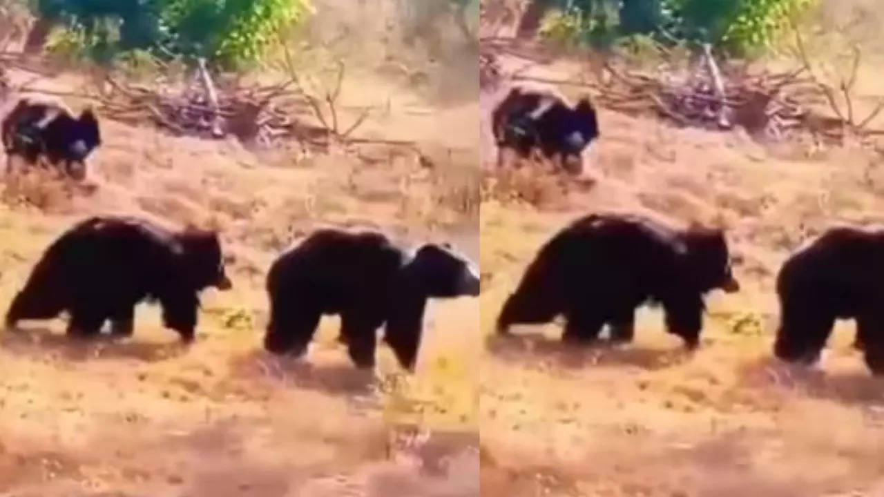 3 Bears Spotted Playing on Tamil Nadu's National Highway: Watch the Adorable Video!