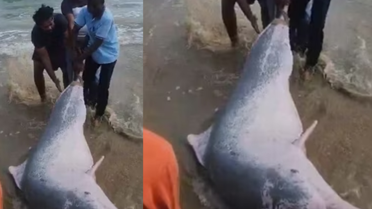 Tamil Nadu Fishermen Saved Three Dolphins