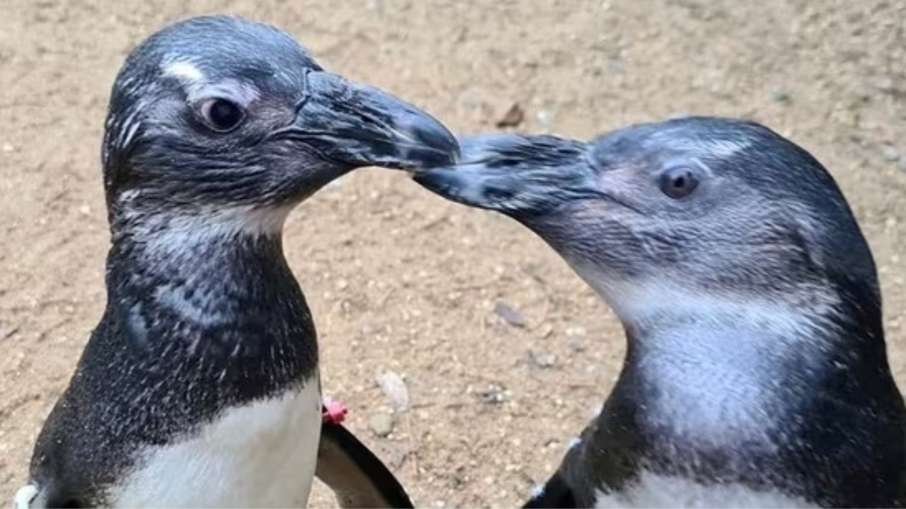 Two penguin friends named Penguin and Squid at at UK-based Birdworld Zoo,