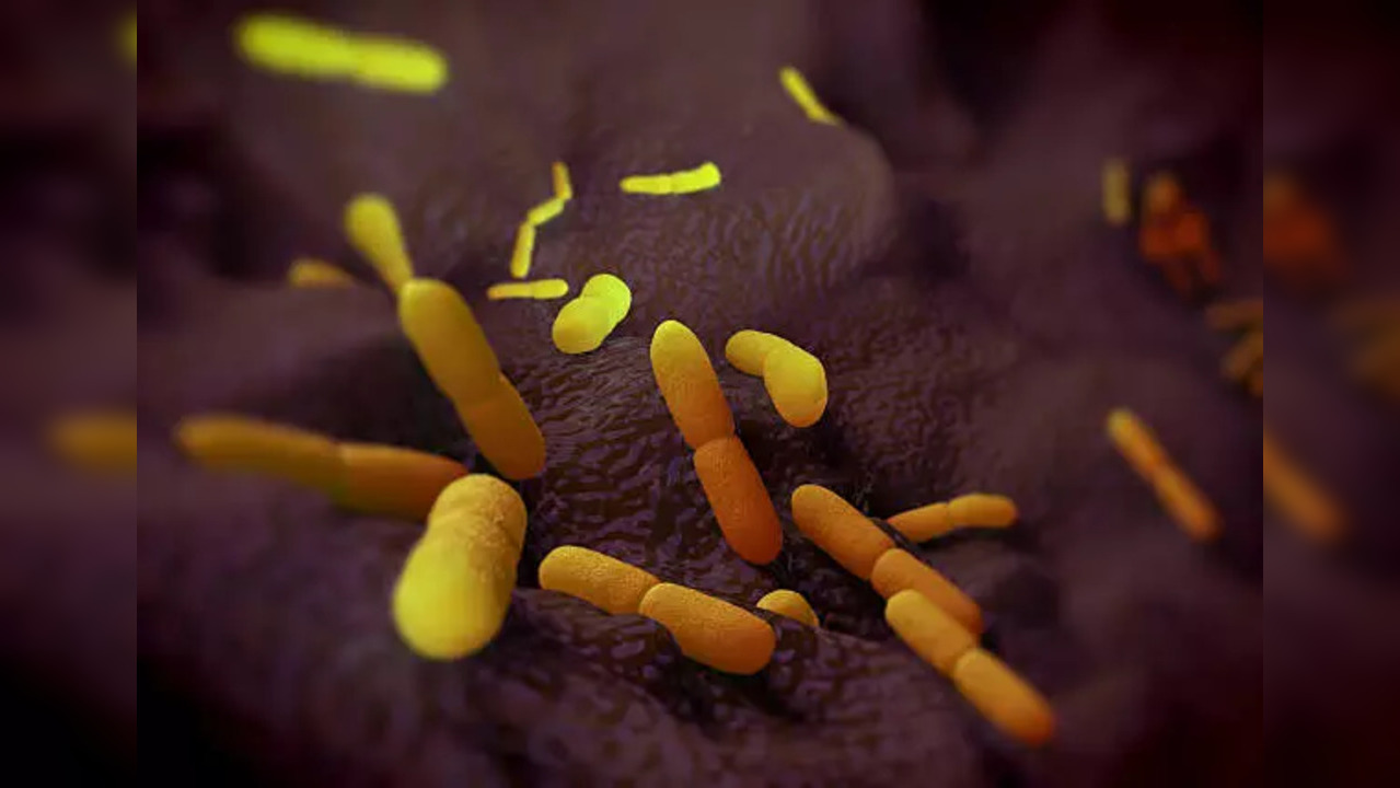 yersinia pestis bacteria