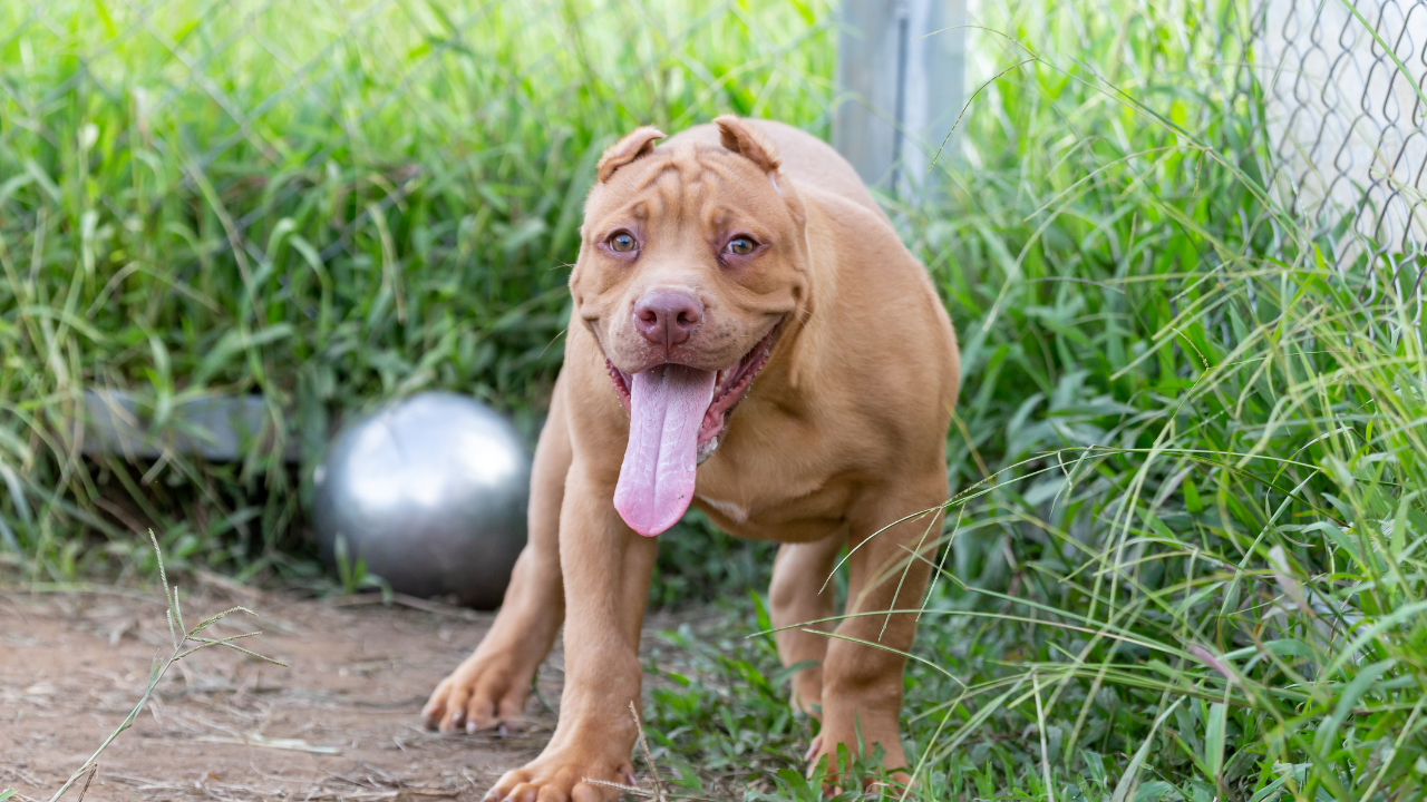 20 Bites, Torn Muscles: Pitbulls Attack Bengaluru Man In Varthur, Owners Face Charges