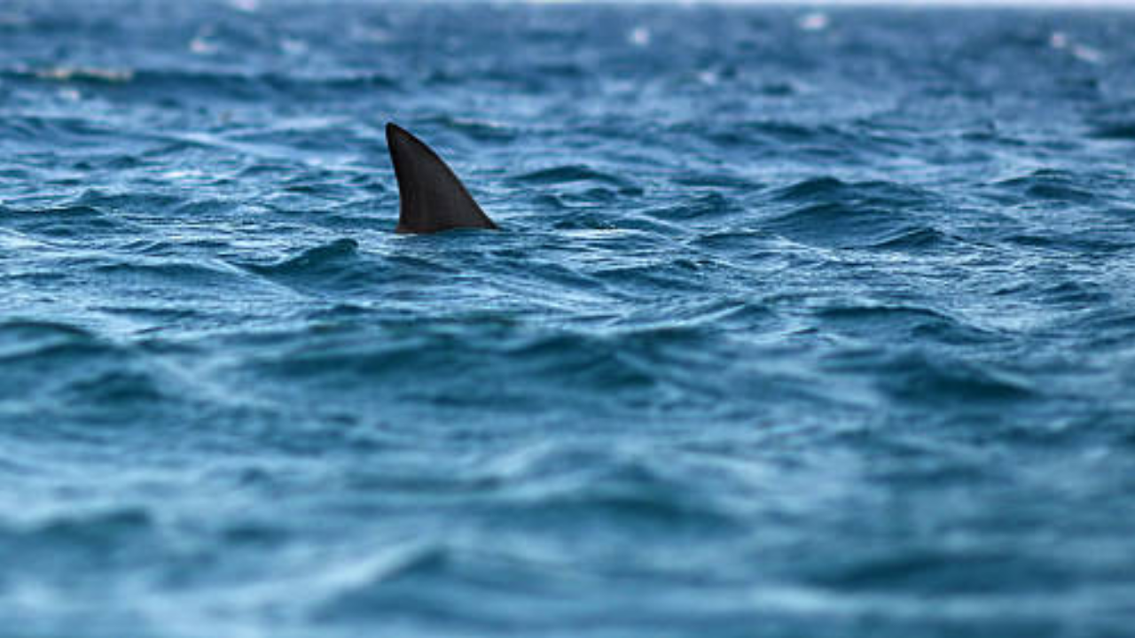 Shark attacks Maharashtra man.