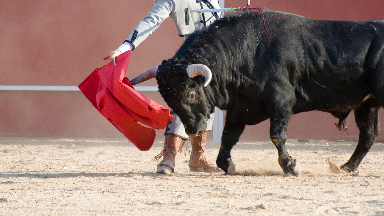 Why Do Bulls Charge At The Colour Red?