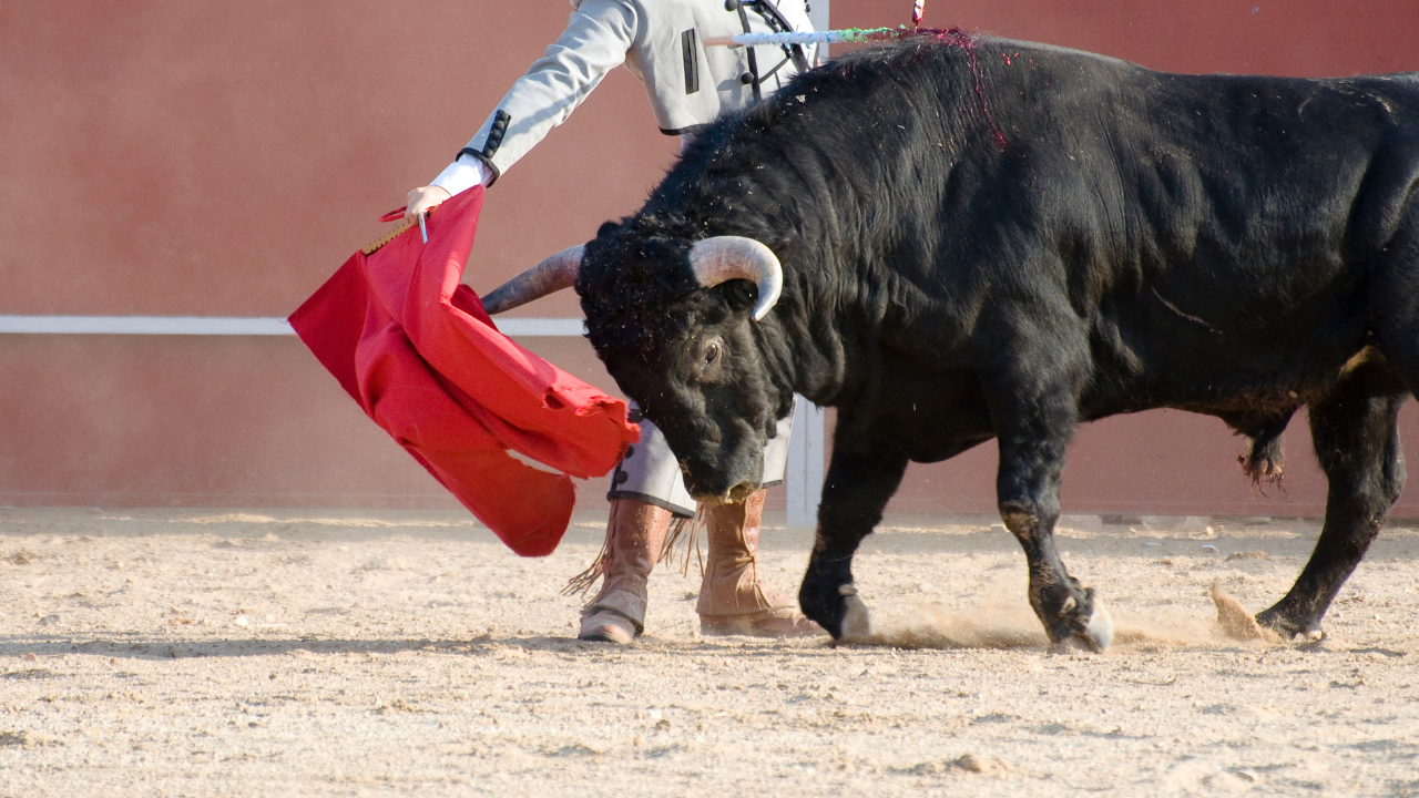 Bullfight