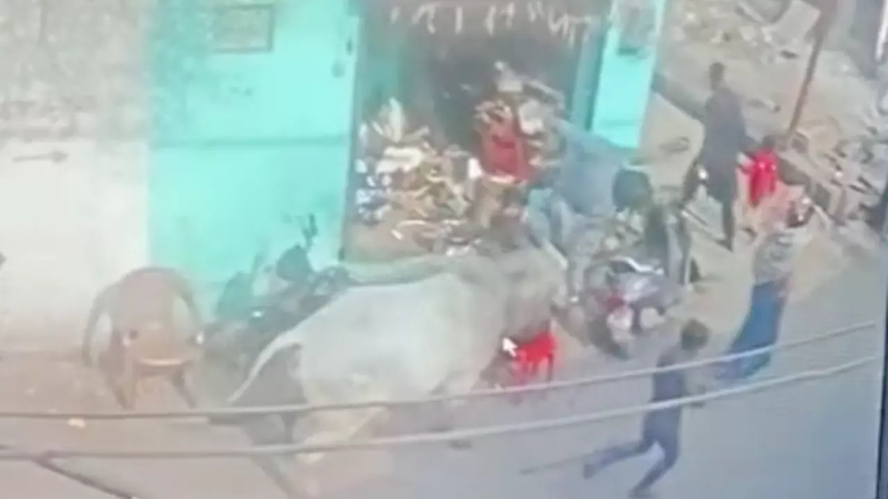 Old Man Attacked By Stray Bull On Busy Road, Tossed 2 Feet In Air, Dies