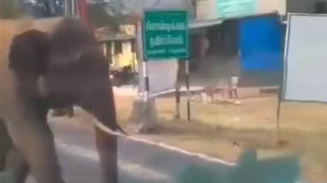 The bus driver stopped to let the elephant cross the road.