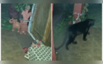 Watch Video of Black Panther Stealthily Entering House Will Give You Goosebumps
