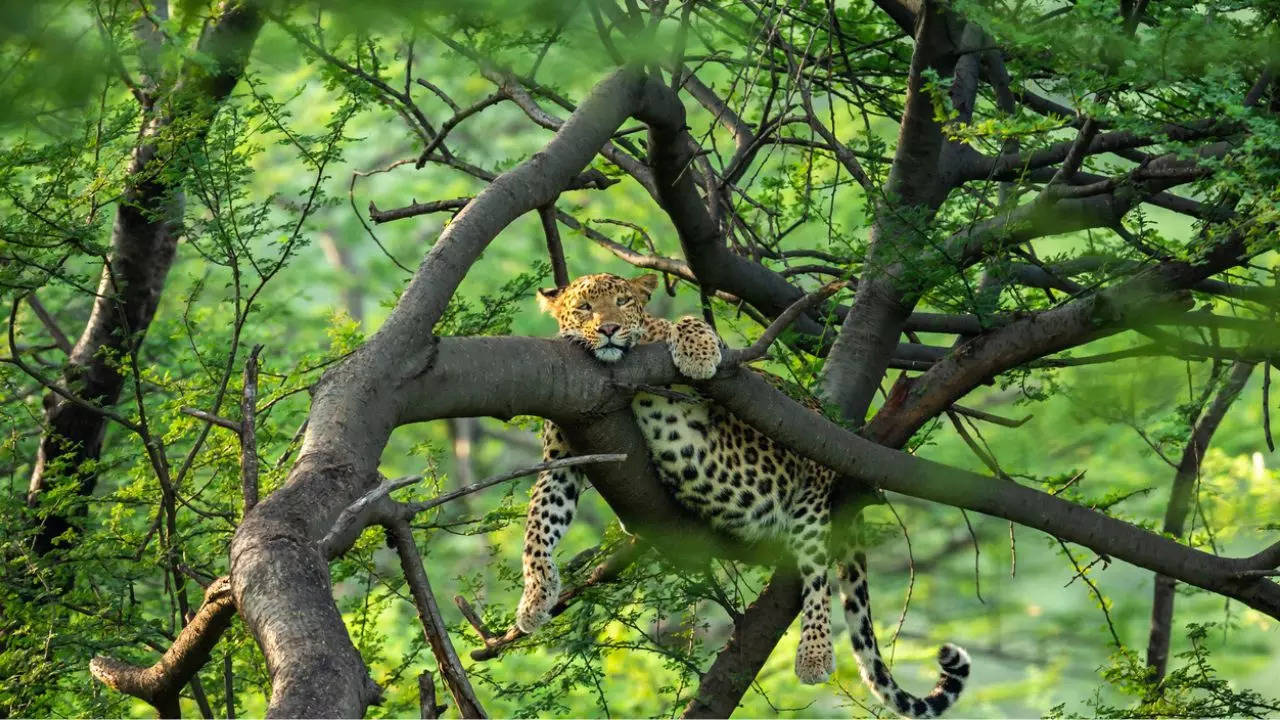 BBP is planning to launch a leopard safari. Credit: iStock