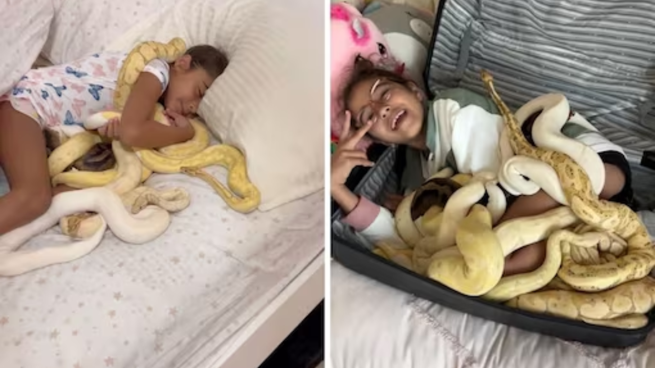 Viral Video: Little Girl Cuddles With 10 Pythons Inside a Suitcase, Internet Calls It Child Abuse. Watch