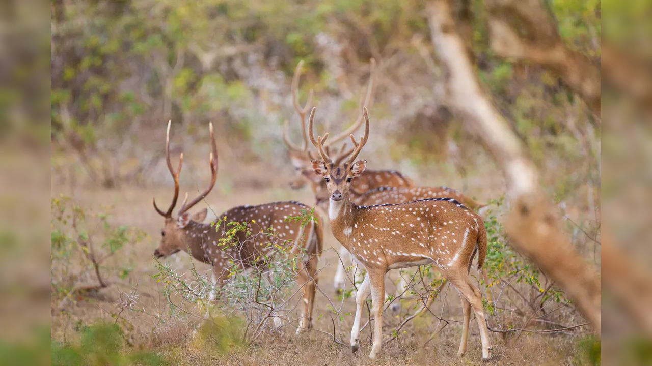 As Canada Steps Up To Fight Zombie Deer Disease, Scientists Fear Disease May Evolve To Infect Humans: Report