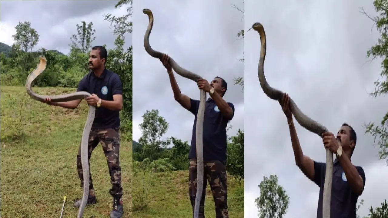 snake viral video