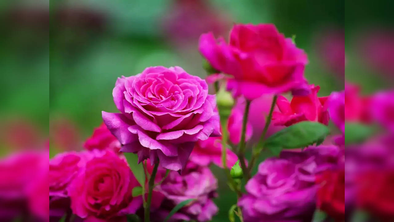 how to grow roses plants in home garden.