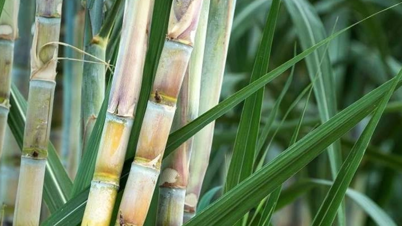 Sugarcane Purchase Price 