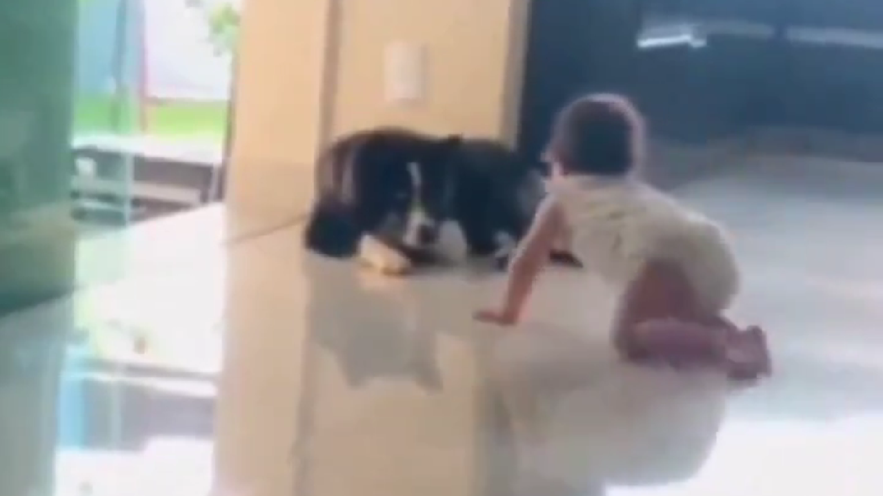 Pet Dog Saves Toddler From Falling Down The Stairs