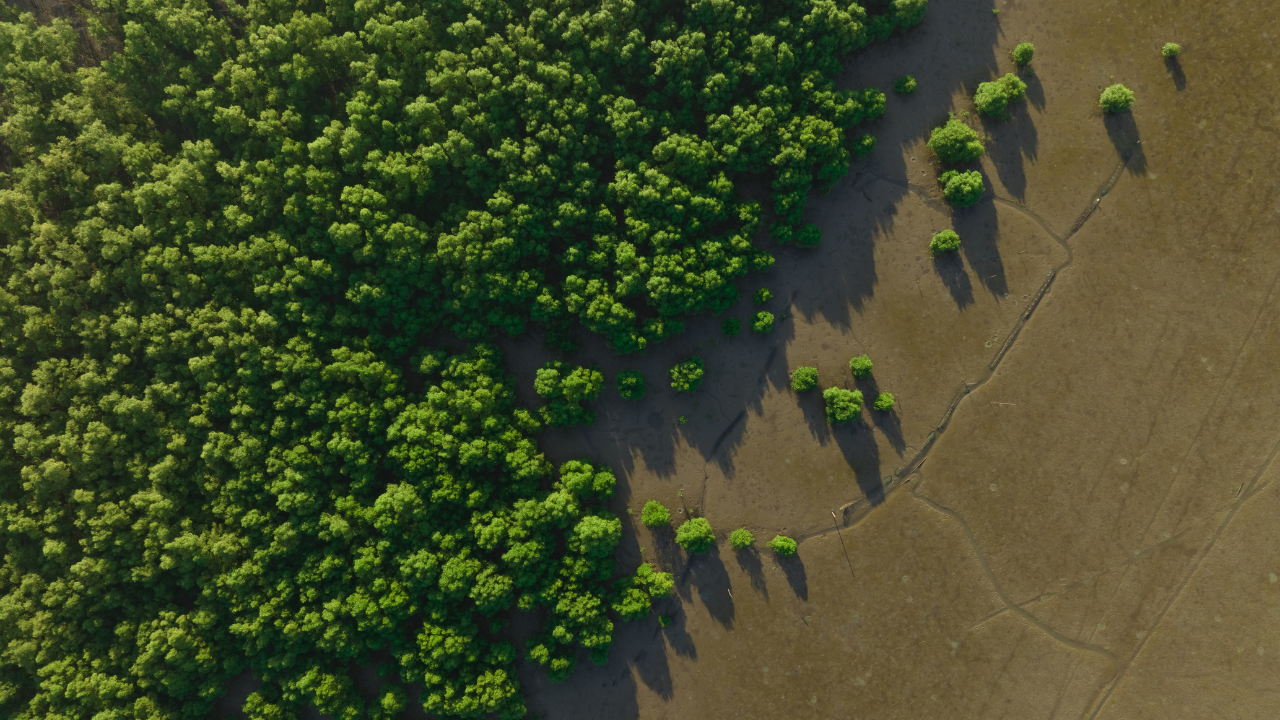 Mumbai Mangrove 