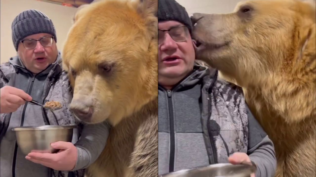 'Only in Russia': Russian Man Spoon Feeds Pet Bear, Viral Video Gets 62 Million Views