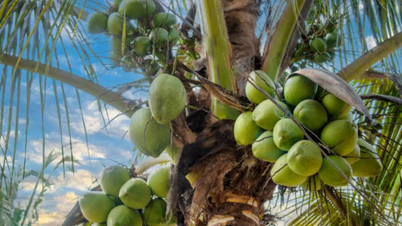 Coconuts