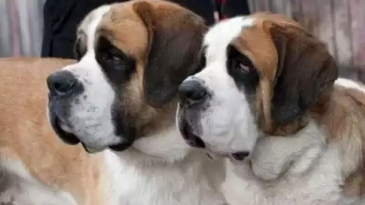 9 Types Of Foreign Dogs Breeding Ban Tamil Nadu Government Releases ...