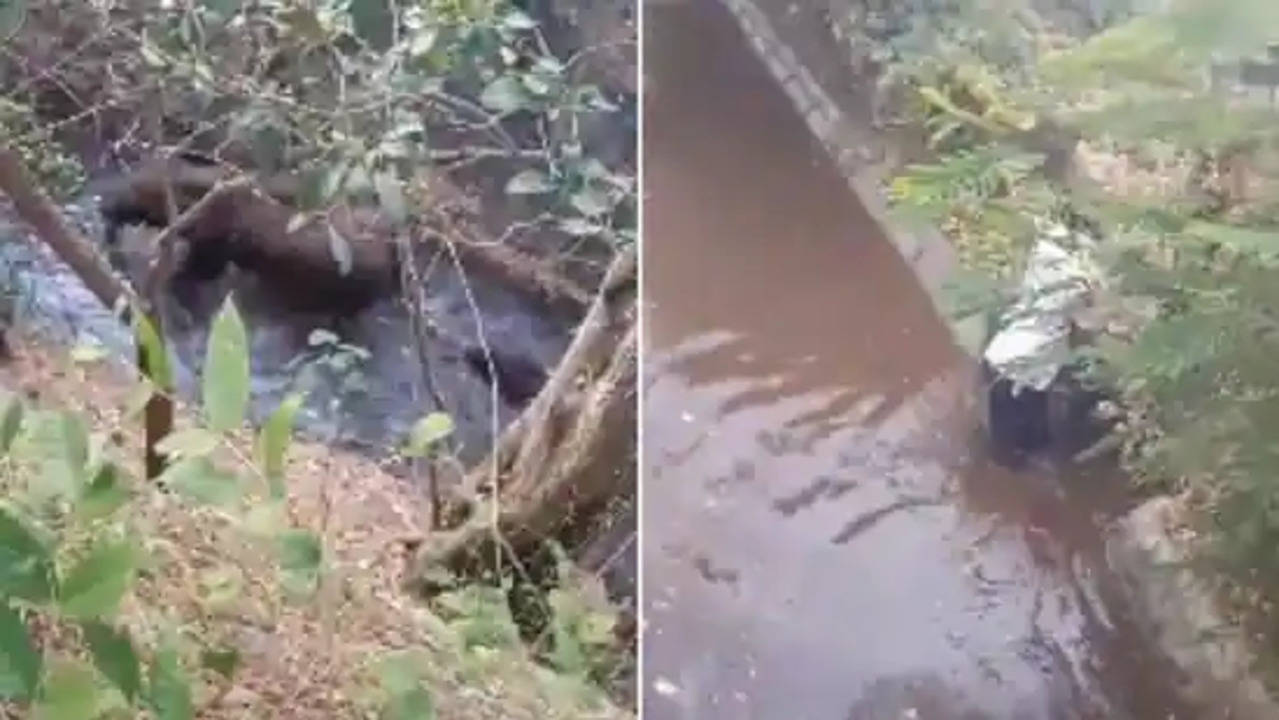 Mama Elephant Thanks Forest Officials For Saving Her Calf, Viral Video Warms Hearts. Watch