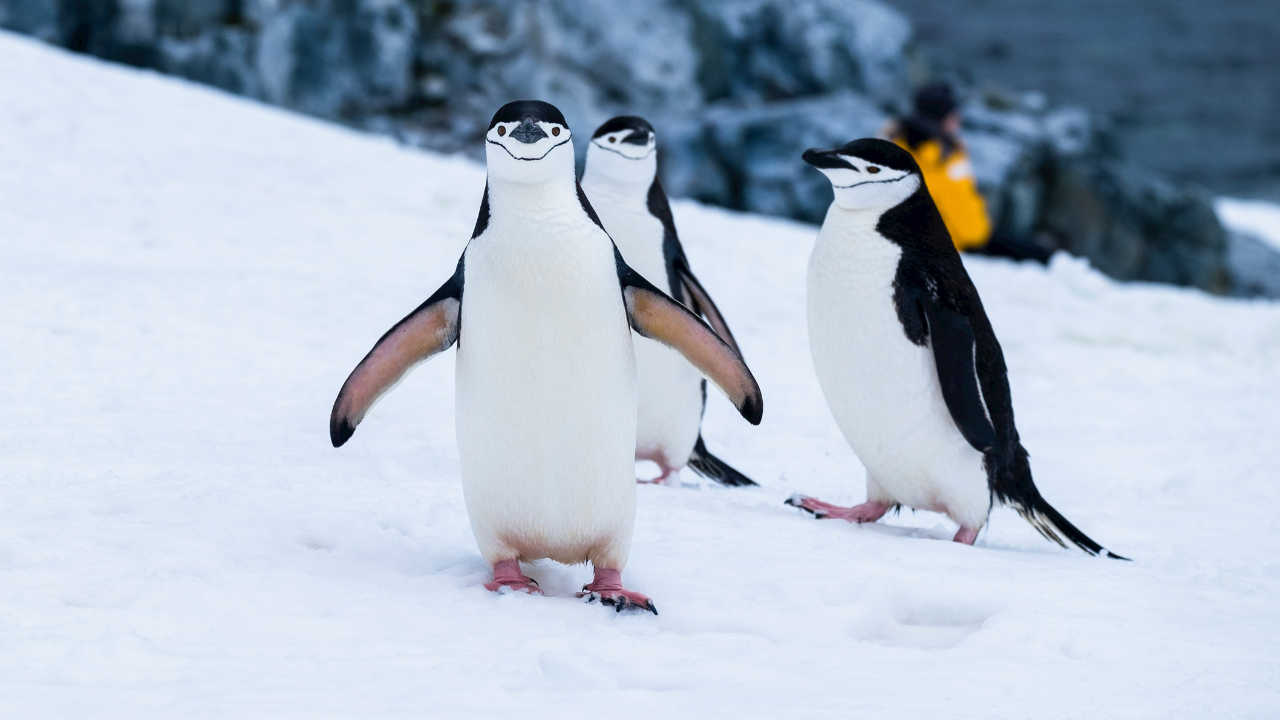 Bird Flu Found On Mainland Antarctica For First Time