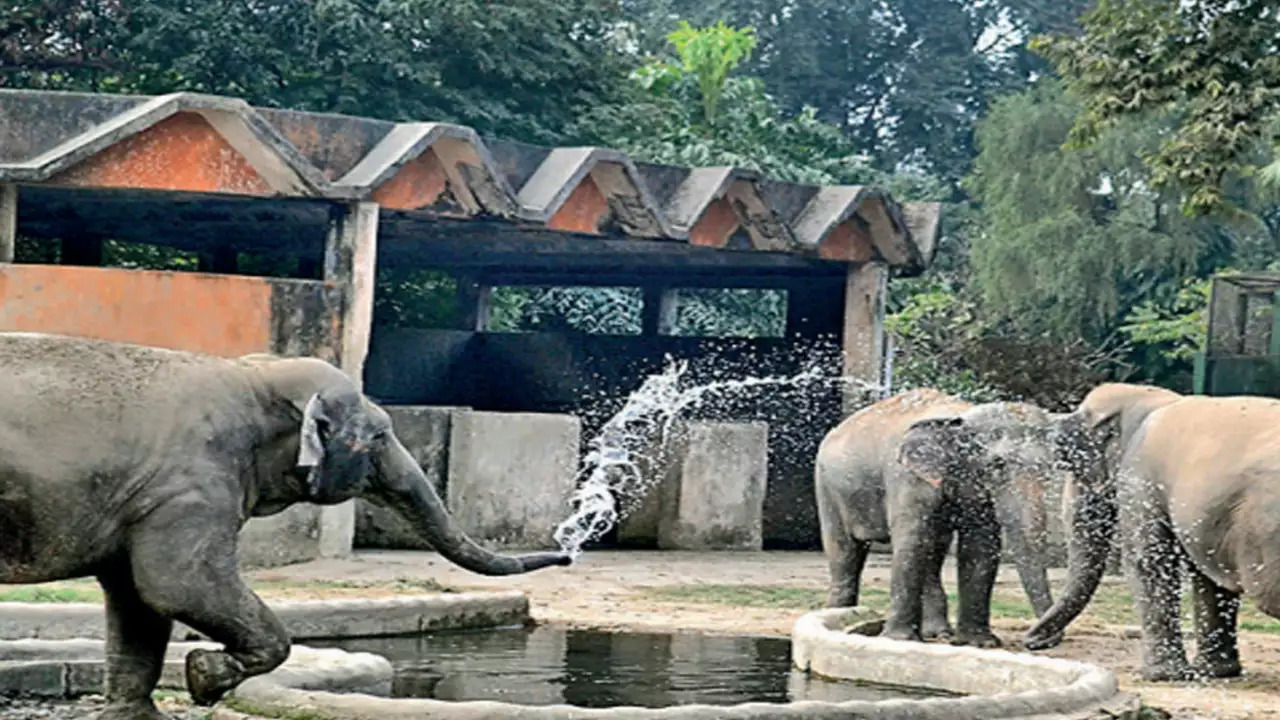 The Centre for Elephants at Vantara is spread over a large part of the 3000 acre premises (Representative Image)