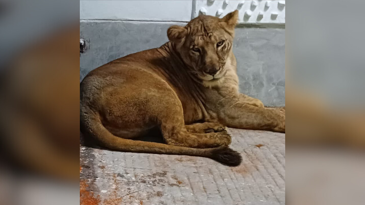 Row over 'Sita'and 'Akbar' names of lion pair