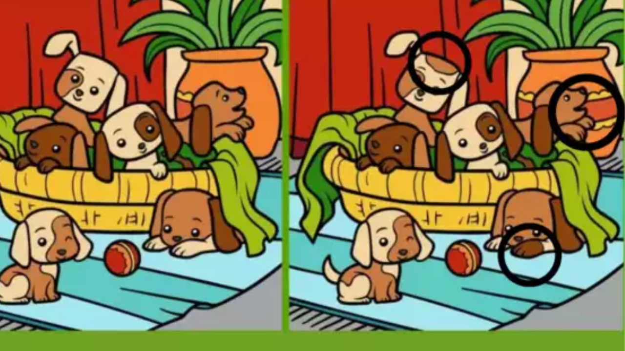 Optical illusion: Spot 3 Differences In These Puppy Images