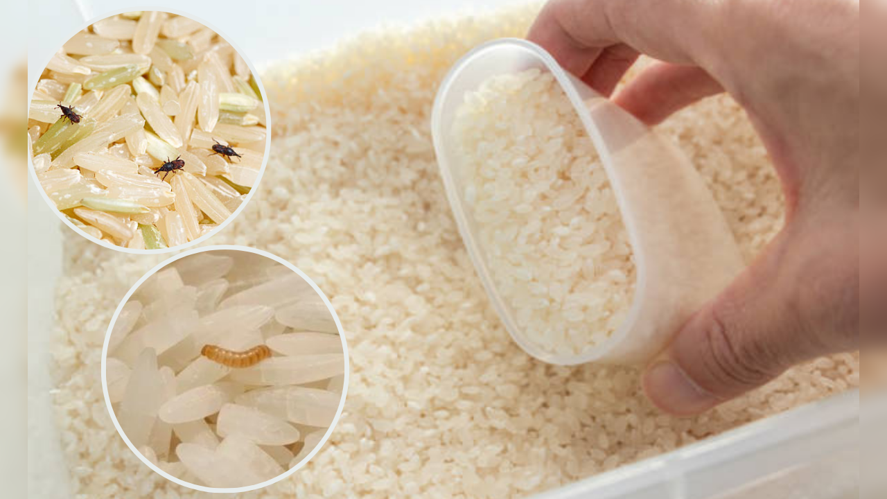 rice storage tips 5 home remedies to prevent rice from getting larvae and worms