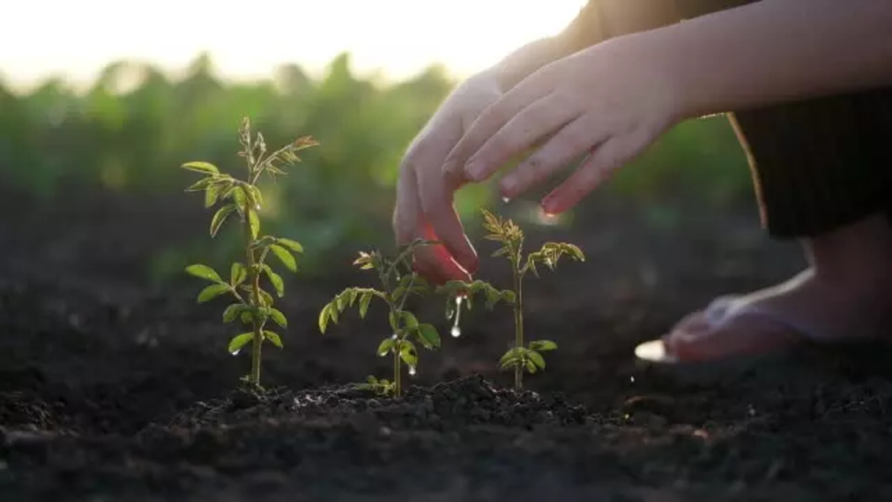 Plants to be planted on Mahashivratri