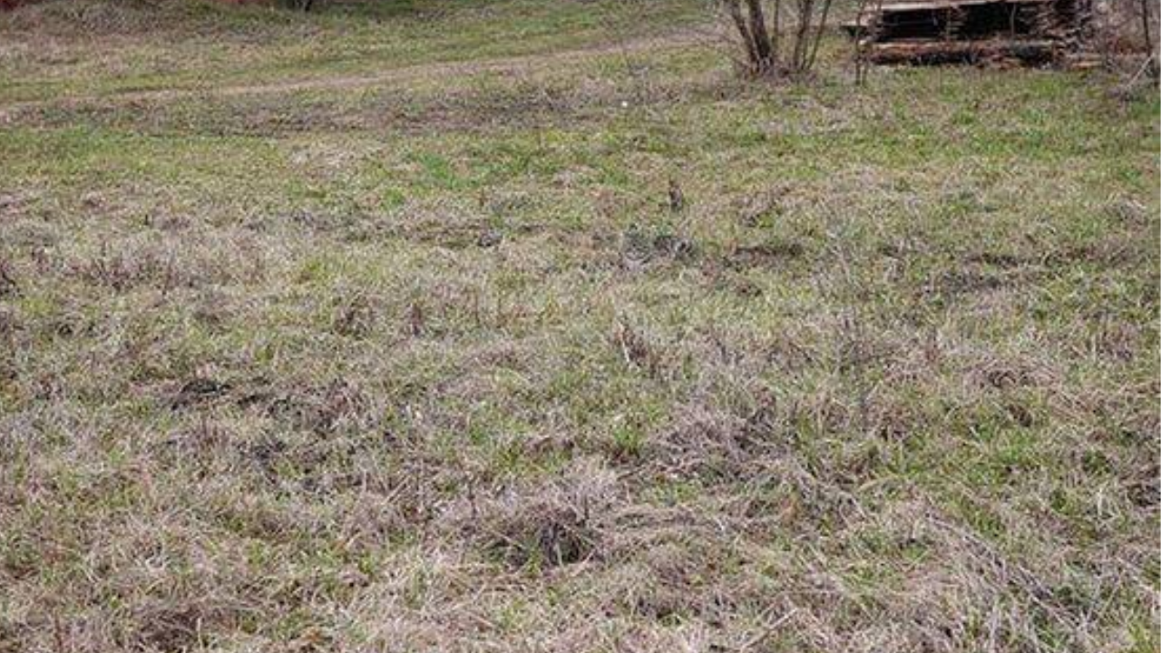 Spot the cat hidden in the grass within 9 seconds.