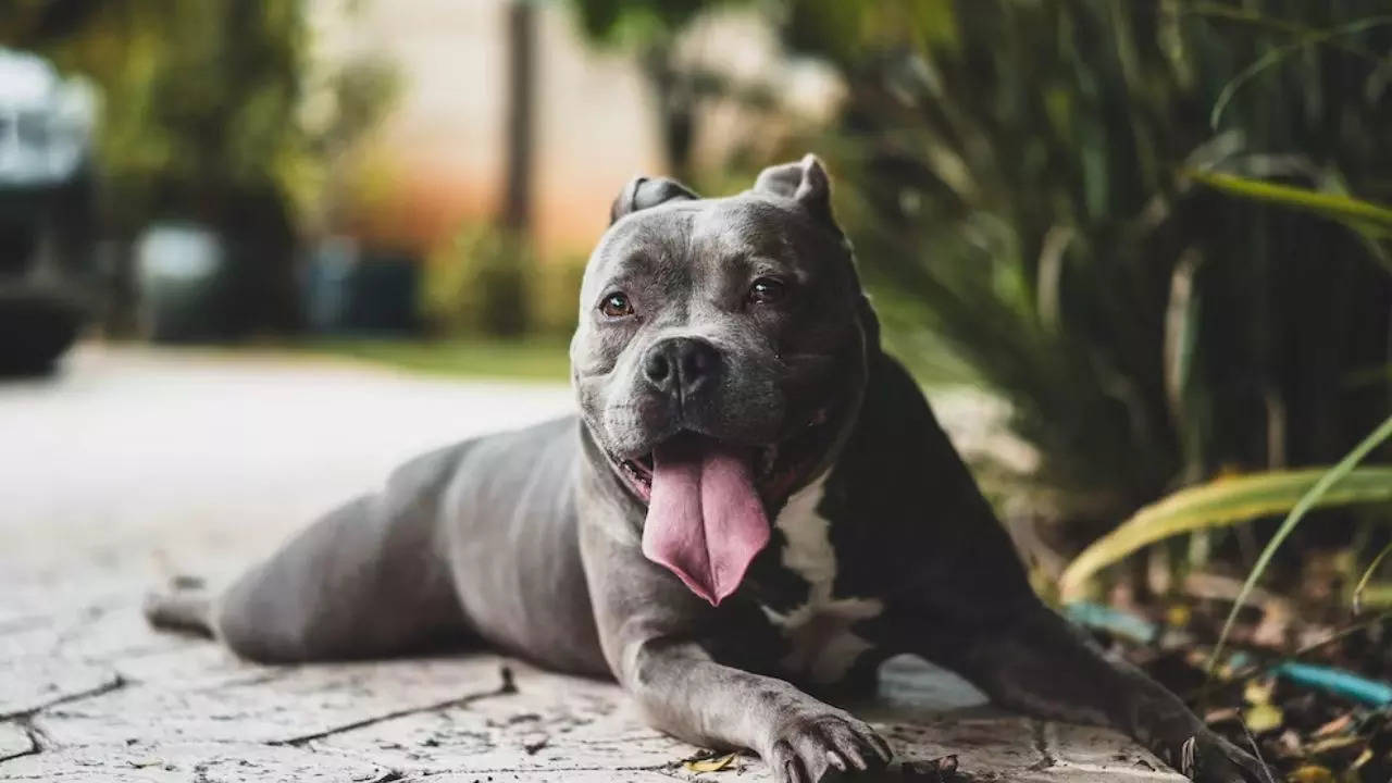 pit bull