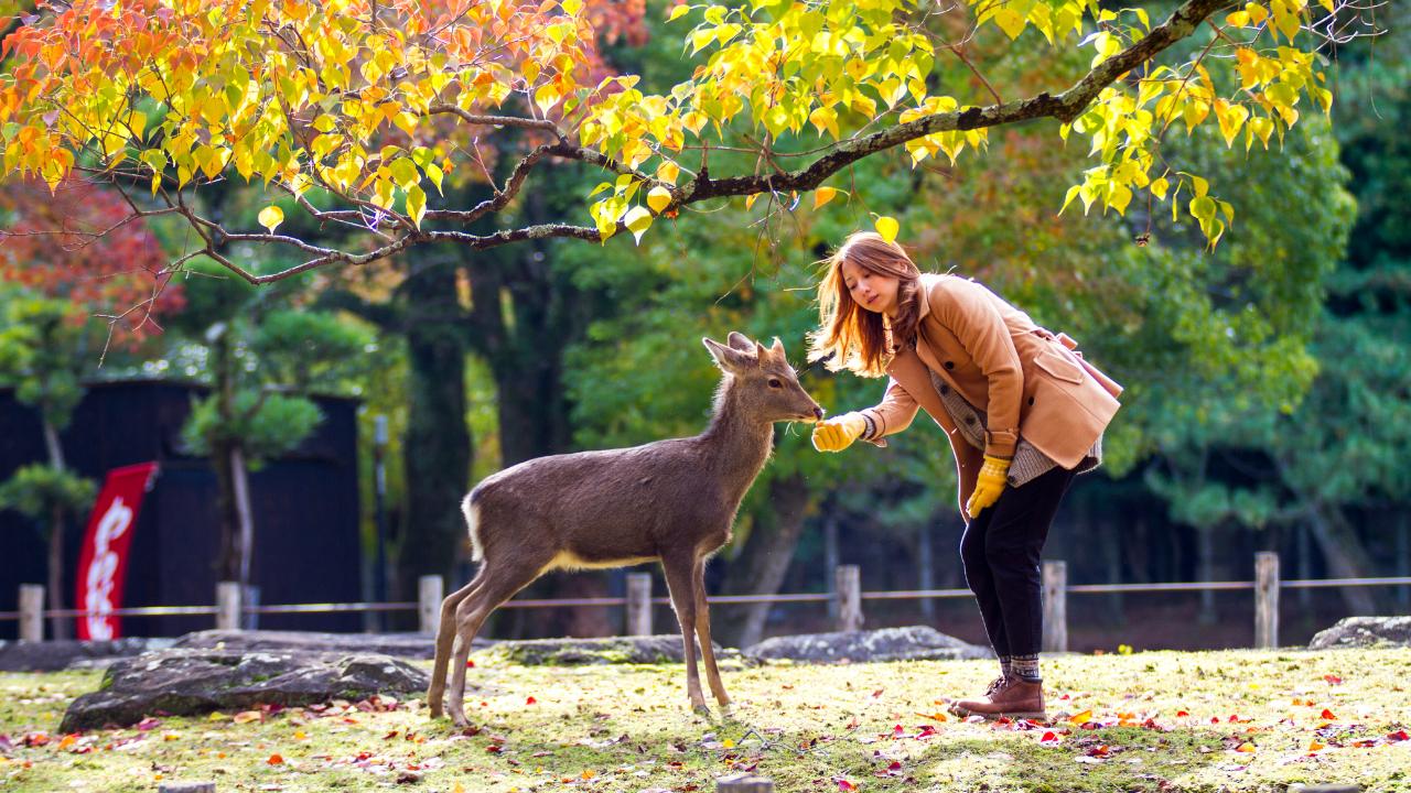 Know how you can take measures to be a responsible wildlife traveller. Pic Credit: Canva