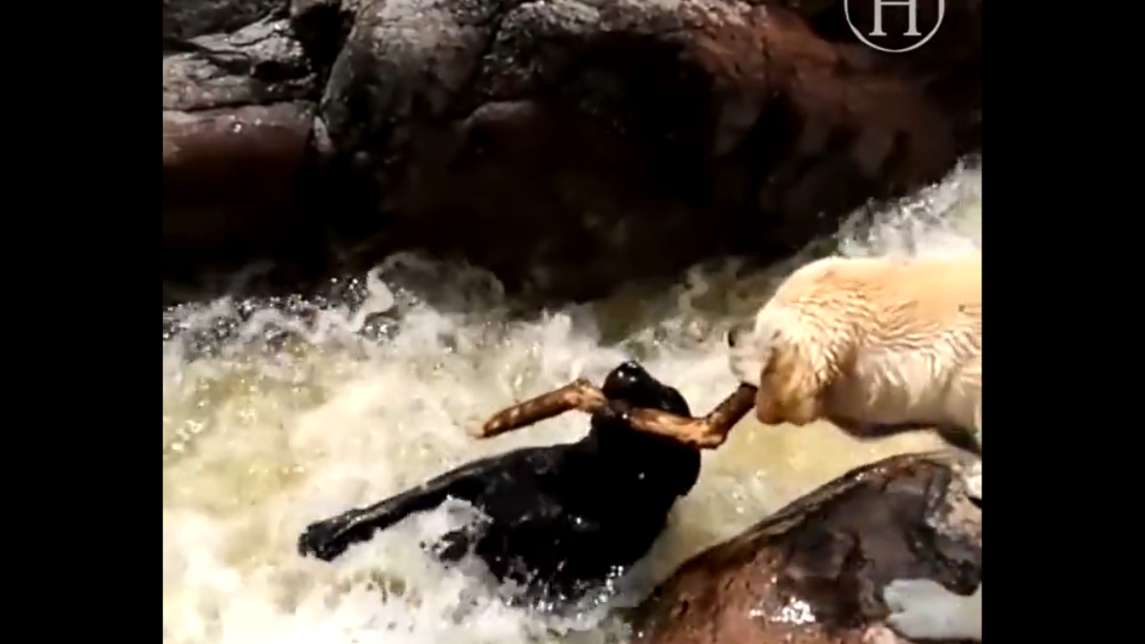 Viral Video: Brave Dog Pulls Off Daring Rescue Of Friend, Internet in Awe