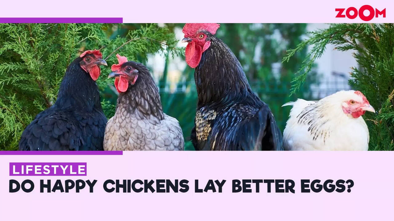 Crack the mystery! Do happy chickens lay better eggs? Times Now