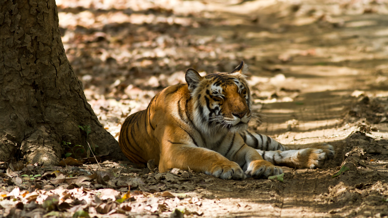 Corbett National Park