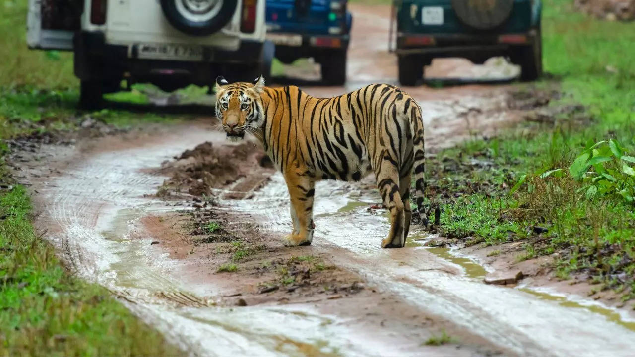 Jim Corbett National Park is India's oldest and is home to a variety of animals including tigers and elephants