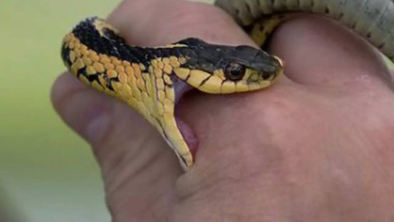  விபரீதத்தில் முடிந்த விளையாட்டு... குருவாயூர் கோயிலில் பக்தரை கடித்த பாம்பு 