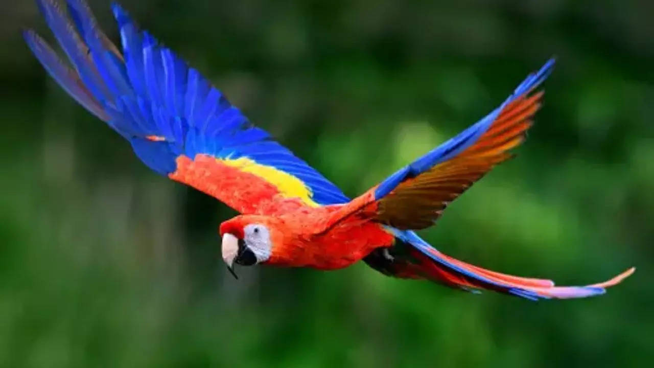 Parrot fever Unsplash