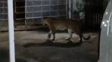 MP Leopards Casually Hang Out at Government Staff Quarters in Jabalpur Watch