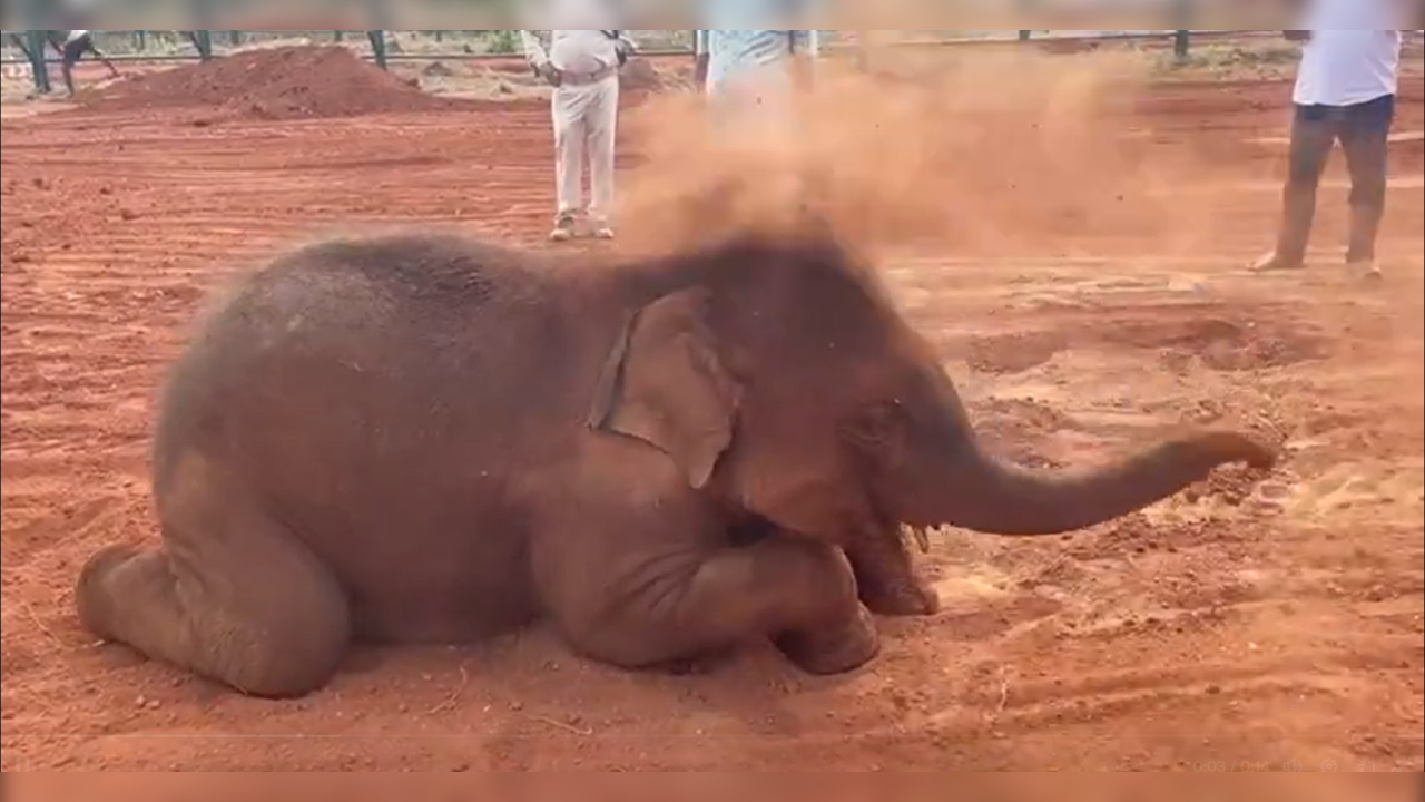 Watch| Adorable Baby Elephant Celebrates 'Dust Holi'