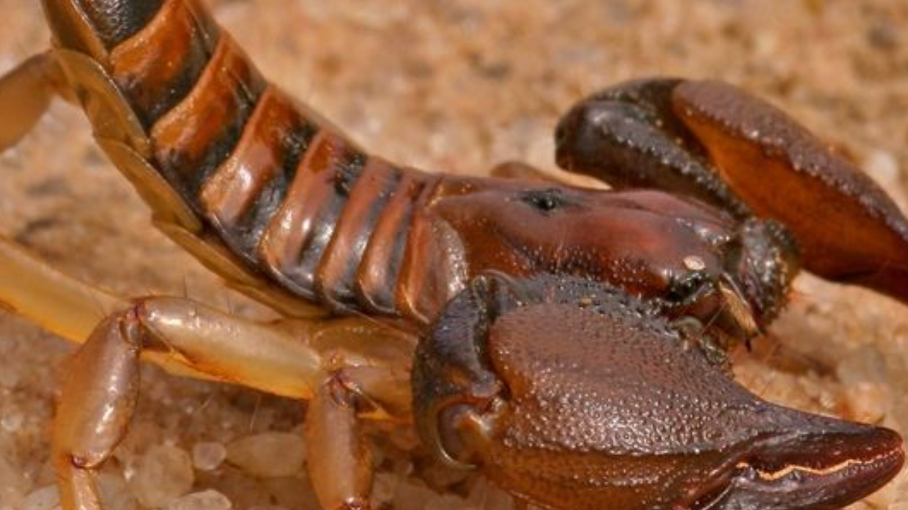 Man Stung By Scorpion In Testicles.