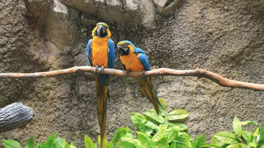 What Is Parrot Fever Which Has Caused 5 Deaths In Europe Causes And Symptoms Of This Infection