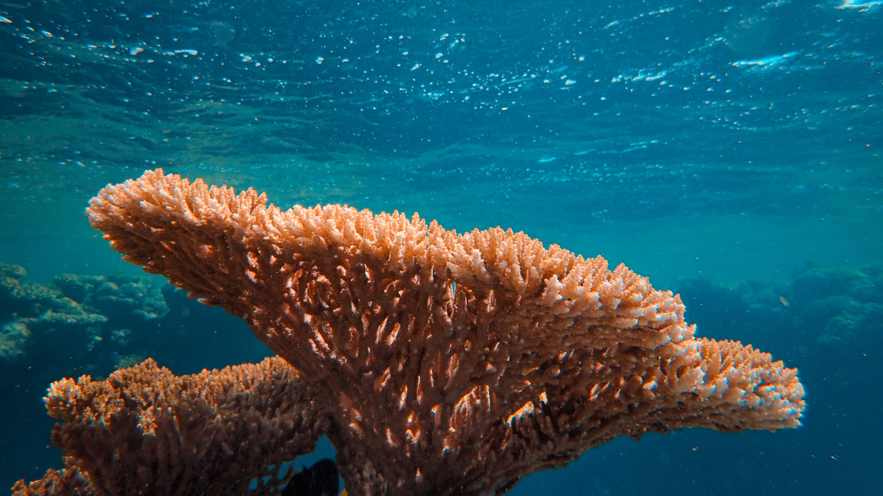 Coral researchers see 'mass mortality' amid Florida Reef bleaching crisis