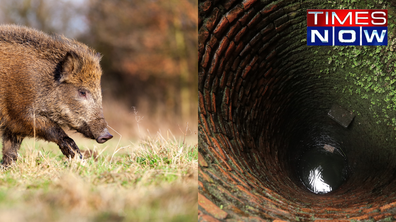 A woman in her fifties who fell into a well near Adoor here while trying to escape from a wild boar a day ago, was rescued. (Representational Image)