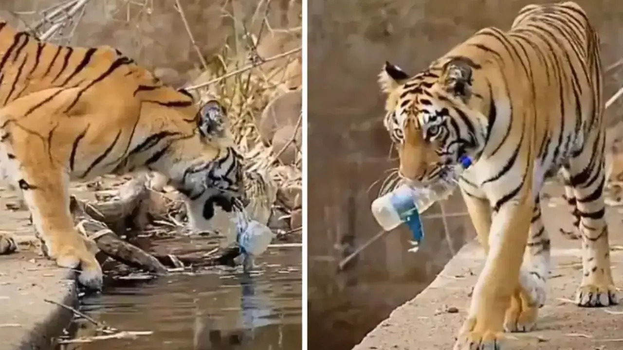 Recently a tiger was seen picking up a bottle from a waterhole. Credit: Instagram/deepkathikar